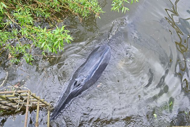 A juvenile Minke whale swims under a bridge at Teddington in south-west