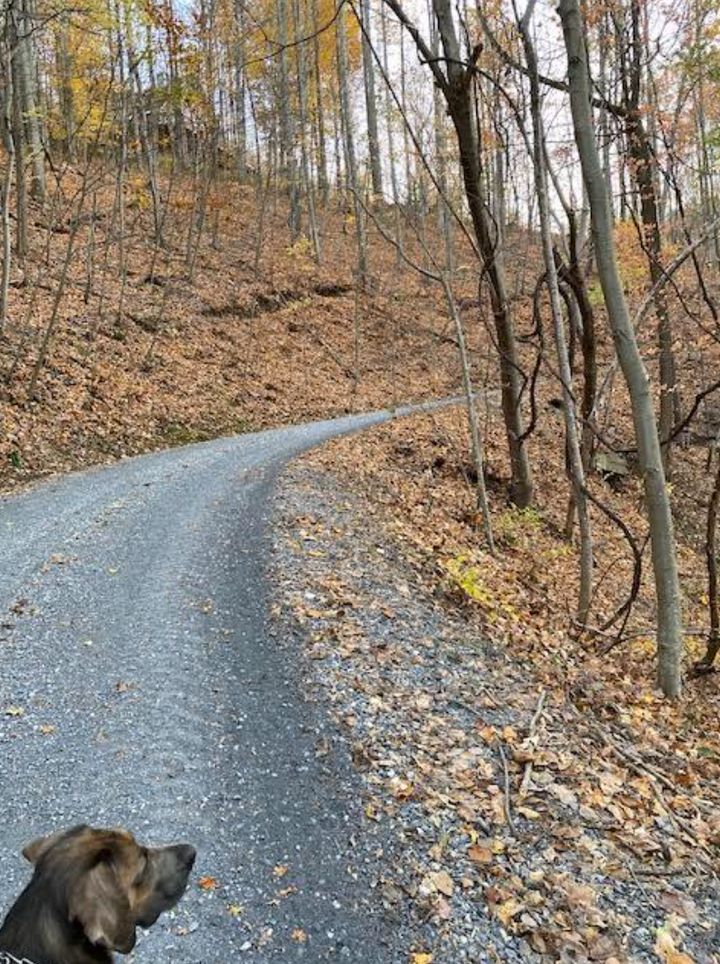 The gravel mountain road in the author's neighborhood in November 2021.